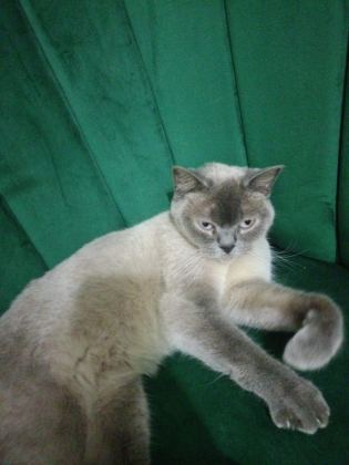 BRİTİSH SHORTHAİR BLUE POİNT