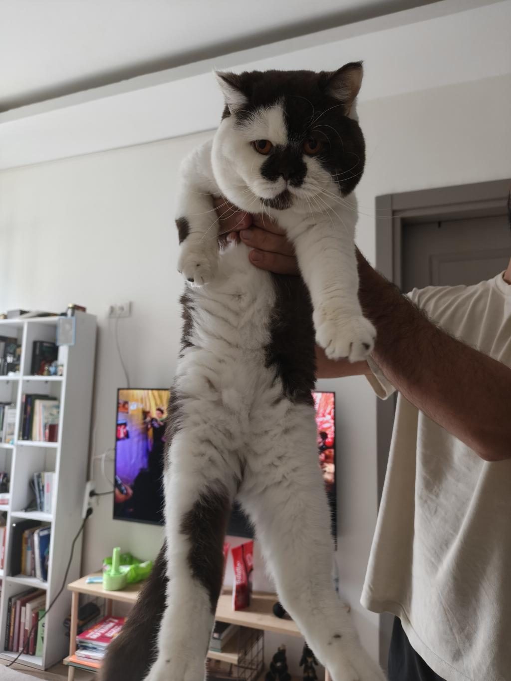 KEDİME EŞ ARIYORUM ÇİKOLATA BİOCOLOR