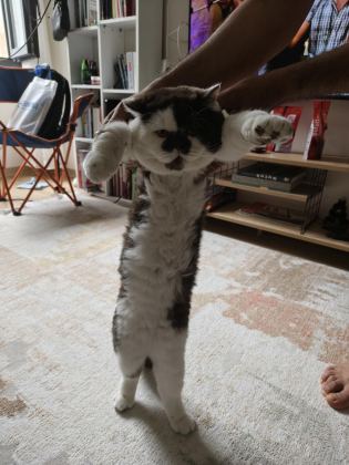 KEDİME EŞ ARIYORUM ÇİKOLATA BİOCOLOR