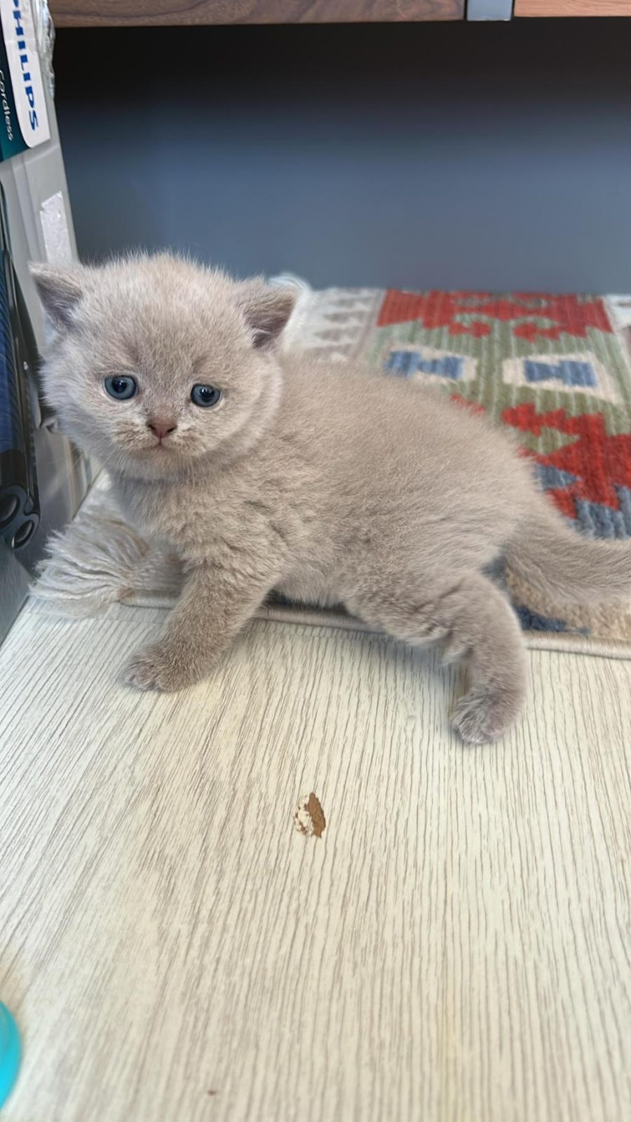 BRİTİSH LİLAC KEDİMİZ