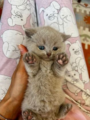 BRİTİSH LİLAC KEDİMİZ