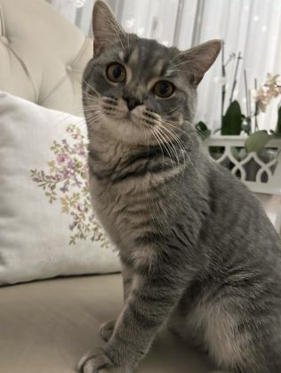 BRİTİSH SHORTHAİR KEDİMİZİ ÜCRETSİZ SAHİPLENDİRME