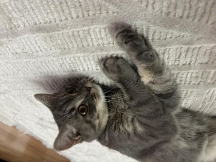 BRİTİSH SHORTHAİR KEDİMİZİ ÜCRETSİZ SAHİPLENDİRME