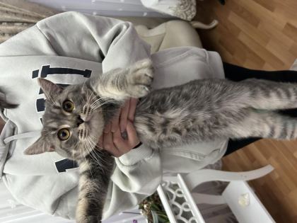 BRİTİSH SHORTHAİR KEDİMİZİ ÜCRETSİZ SAHİPLENDİRME