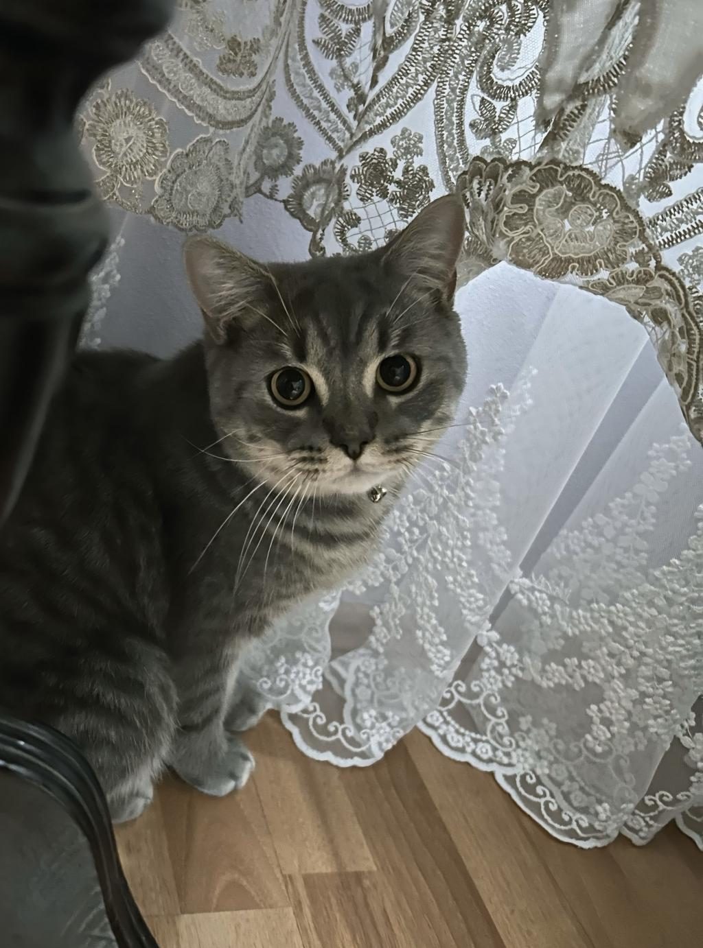 BRİTİSH SHORTHAİR KEDİMİZİ ÜCRETSİZ SAHİPLENDİRME