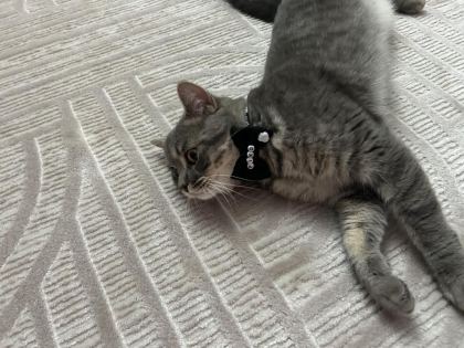 BRİTİSH SHORTHAİR KEDİMİZİ ÜCRETSİZ SAHİPLENDİRME