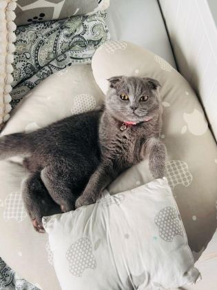 1 YAŞINDA DİŞİ KEDİMİZ