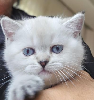 BRİTİSH BLUE POİNT DİŞİ VE ERKEK YENI YUVALARINI ARIYOR