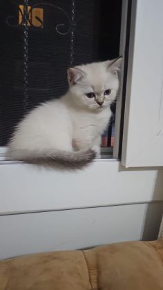 BRİTİSH BLUE POİNT DİŞİ VE ERKEK YENI YUVALARINI ARIYOR