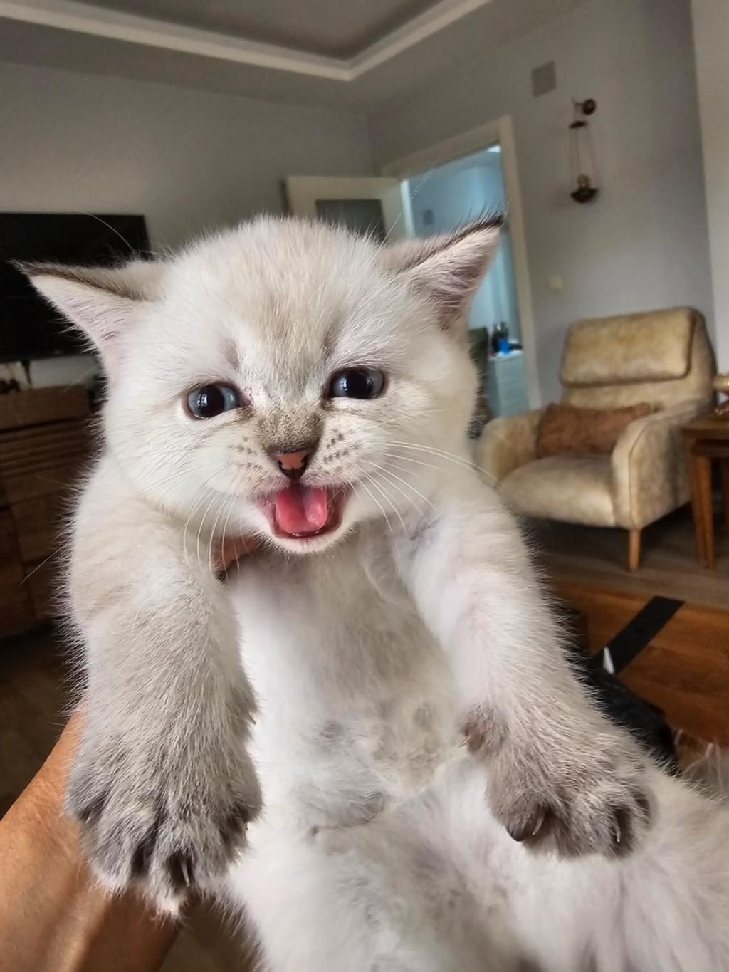 BRİTİSH BLUE POİNT DİŞİ VE ERKEK YENI YUVALARINI ARIYOR