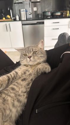 KEDİMİ SAHİPLENDİRİYORUM