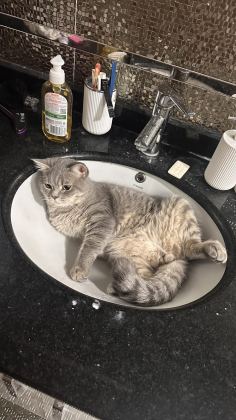KEDİMİ SAHİPLENDİRİYORUM