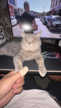KEDİMİ SAHİPLENDİRİYORUM