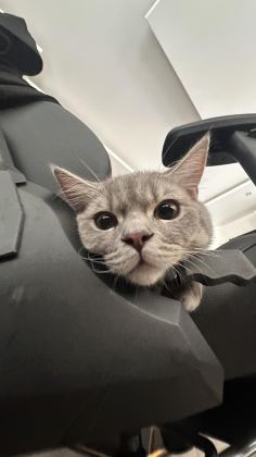 KEDİMİ SAHİPLENDİRİYORUM