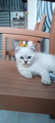 YAVRU KEDİMİZİ SAHİPLENDİRME