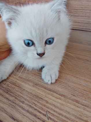 YAVRU KEDİMİZİ SAHİPLENDİRME