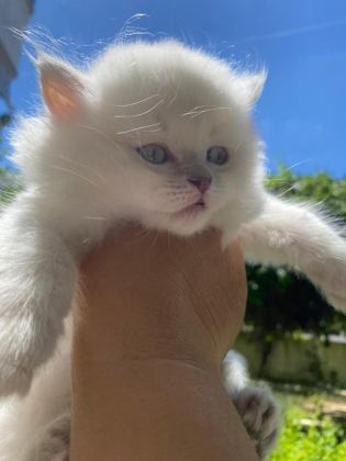 ASİL SAFKAN BEMBEYAZ UZUN TÜYLÜ KEDİLERİM