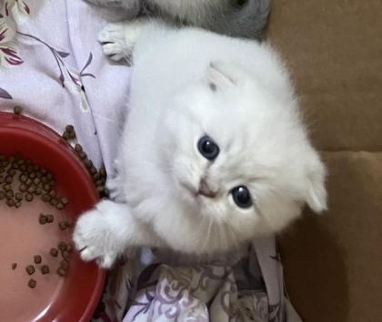 EĞİK KULAKLI BEYAZ OYUNCU VE TATLI YAVRU KEDİLERİM