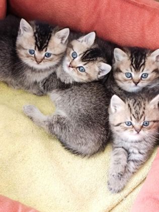GOLDEN VE DİĞER RENKLERDE CİNS KODLU YAVRU KEDİLERİM