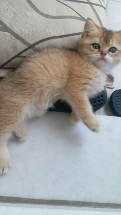 GOLDEN VE DİĞER RENKLERDE CİNS KODLU YAVRU KEDİLERİM