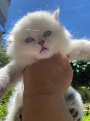 ASİL SAFKAN BEMBEYAZ UZUN TÜYLÜ KEDİLERİM
