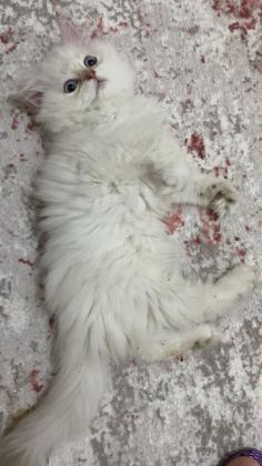 ASİL SAFKAN BEMBEYAZ UZUN TÜYLÜ KEDİLERİM