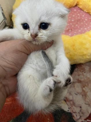 EĞİK KULAKLI BEYAZ OYUNCU VE TATLI YAVRU KEDİLERİM