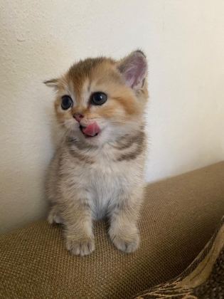 GOLDEN VE DİĞER RENKLERDE CİNS KODLU YAVRU KEDİLERİM