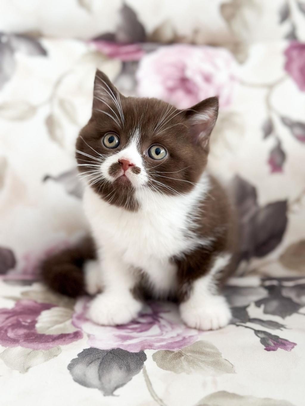 NADİR BULUNAN CİNNEMON CHOCOLATE YAVRU KEDİMİZ