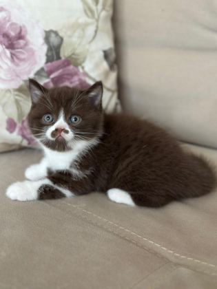 NADİR BULUNAN CİNNEMON CHOCOLATE YAVRU KEDİMİZ