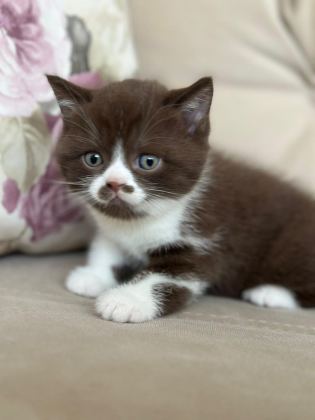 NADİR BULUNAN CİNNEMON CHOCOLATE YAVRU KEDİMİZ