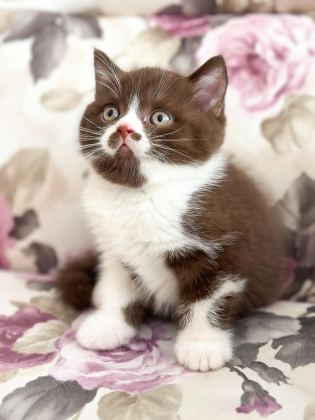 NADİR BULUNAN CİNNEMON CHOCOLATE YAVRU KEDİMİZ