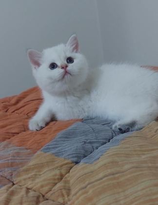 SAFKAN BRİTİSH SHORTHAİR AÇIKLAMAYI OKUYUN LÜTFEN