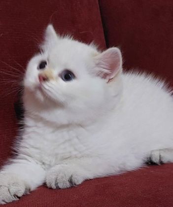 SAFKAN BRİTİSH SHORTHAİR AÇIKLAMAYI OKUYUN LÜTFEN