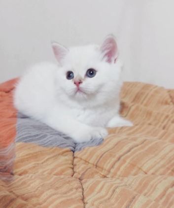 SAFKAN BRİTİSH SHORTHAİR AÇIKLAMAYI OKUYUN LÜTFEN