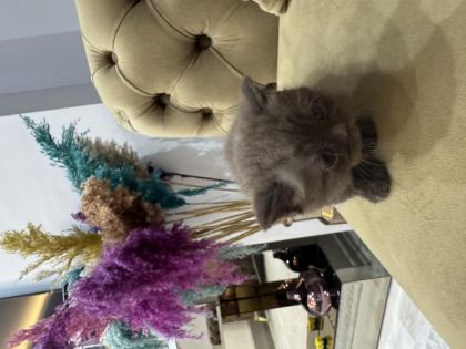 YAVRU KEDİLER 3 ADET