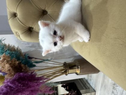 YAVRU KEDİLER 3 ADET