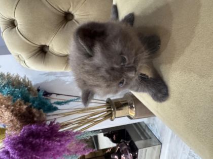 YAVRU KEDİLER 3 ADET