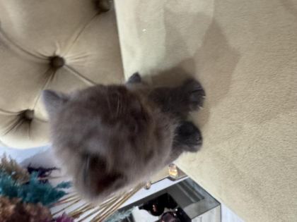 YAVRU KEDİLER 3 ADET