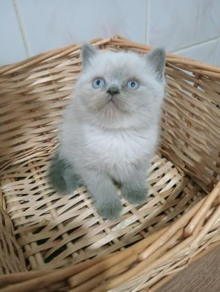 MAVİ GÖZLÜ BLUE POİNT BRİTİSH SHORTHAİR YAVRULAR