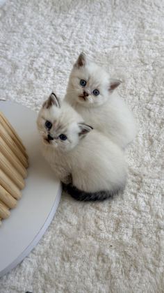 1 AYLIK BEBİŞ KEDİLER