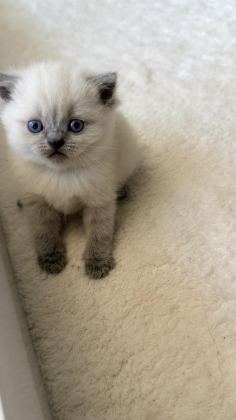 1 AYLIK BEBİŞ KEDİLER