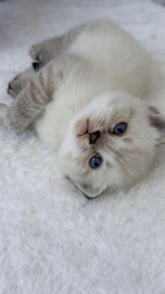 1 AYLIK BEBİŞ KEDİLER