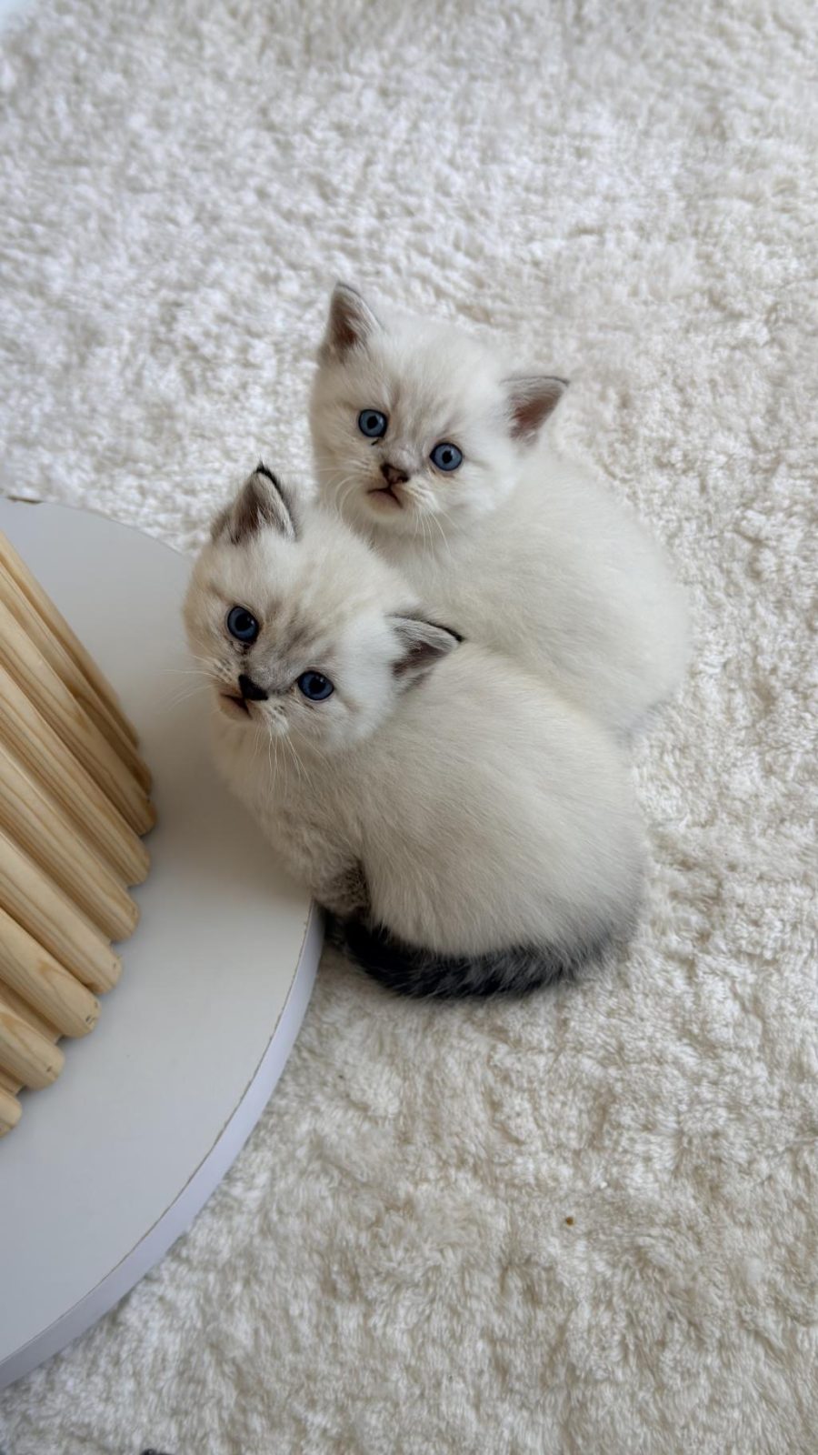 1 AYLIK BEBİŞ KEDİLER