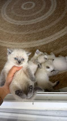 1 AYLIK BEBİŞ KEDİLER