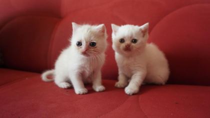 SAFKAN BRITISH SHORTHAIR BLUE POINT YAVRULAR
