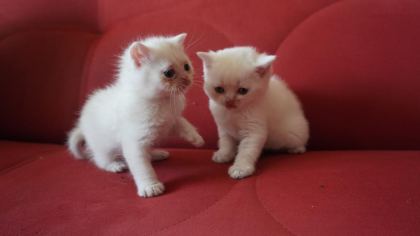 SAFKAN BRITISH SHORTHAIR BLUE POINT YAVRULAR