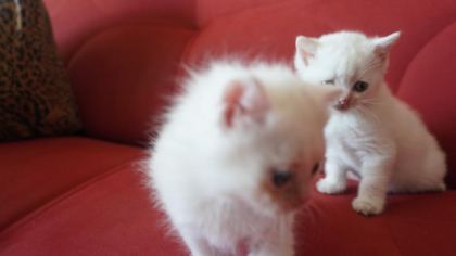 SAFKAN BRITISH SHORTHAIR BLUE POINT YAVRULAR