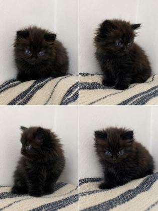 DALTON KARDEŞ KEDİLER