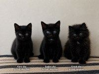DALTON KARDEŞ KEDİLER